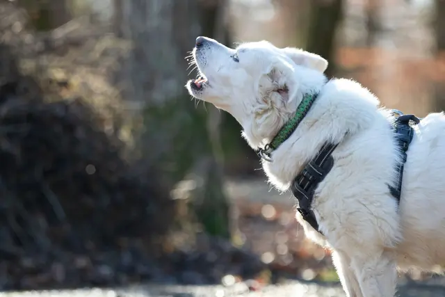 Finn | Foto: Privat