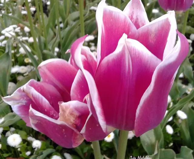 Foto: Iris Alefelder