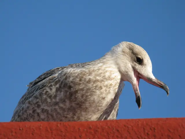 Warum die Möwen bei mir Emma heißen