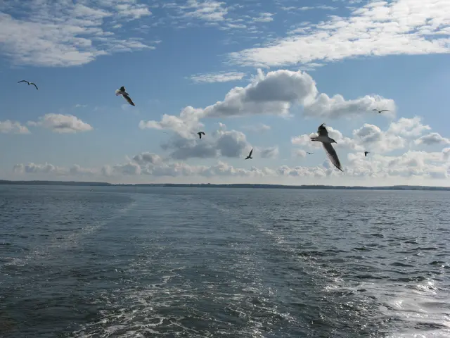 Warum die Möwen bei mir Emma heißen