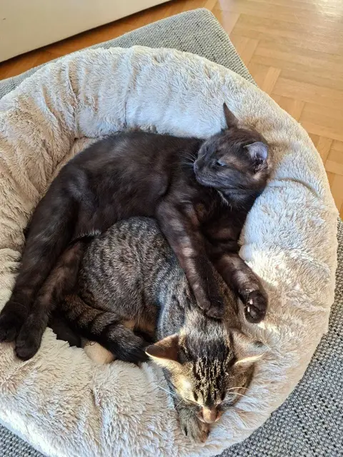Charly und Cleo | Foto: privat