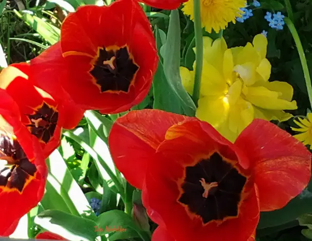 Foto: Iris Alefelder