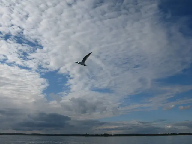 Warum die Möwen bei mir Emma heißen