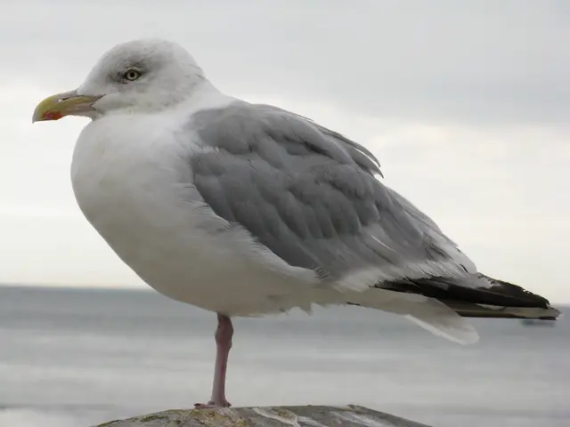 Warum die Möwen bei mir Emma heißen