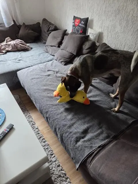 Elvis | Foto: Privat
