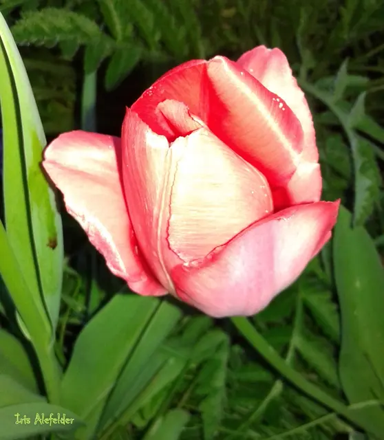 Foto: Iris Alefelder