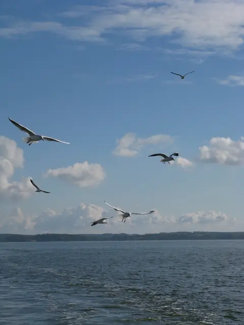 Warum die Möwen bei mir Emma heißen