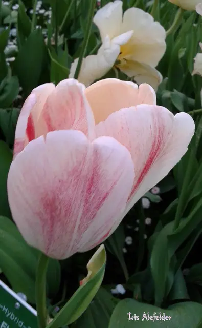 Foto: Iris Alefelder