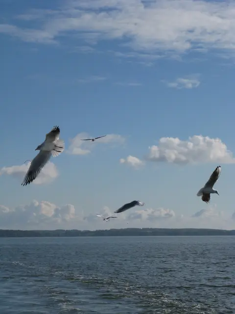 Warum die Möwen bei mir Emma heißen