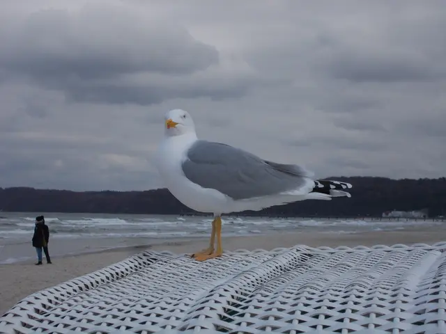 Warum die Möwen bei mir Emma heißen