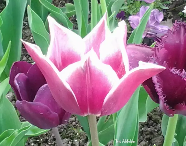 Foto: Iris Alefelder