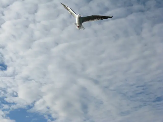 Warum die Möwen bei mir Emma heißen