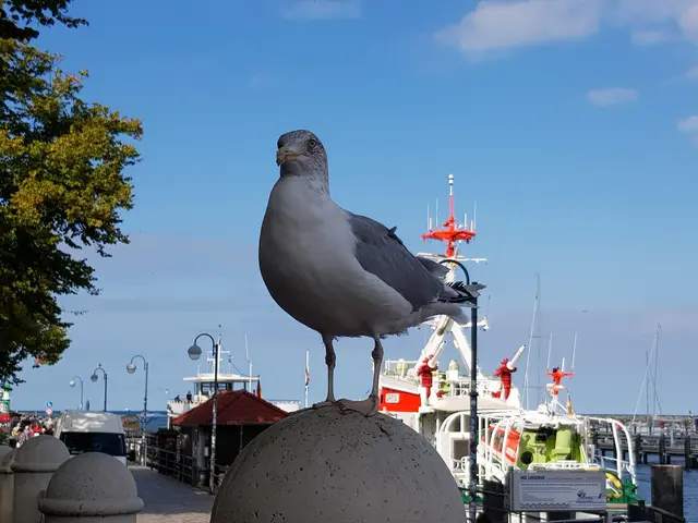 Warum die Möwen bei mir Emma heißen