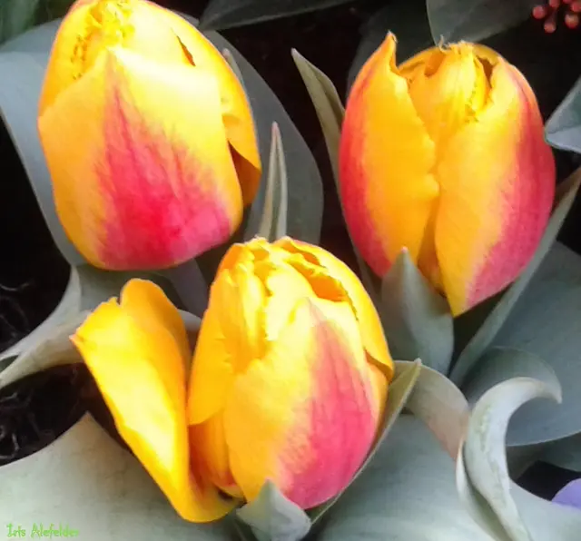 Foto: Iris Alefelder