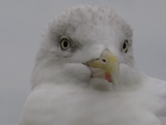 Warum die Möwen bei mir Emma heißen