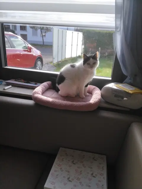 Sissi | Foto: privat
