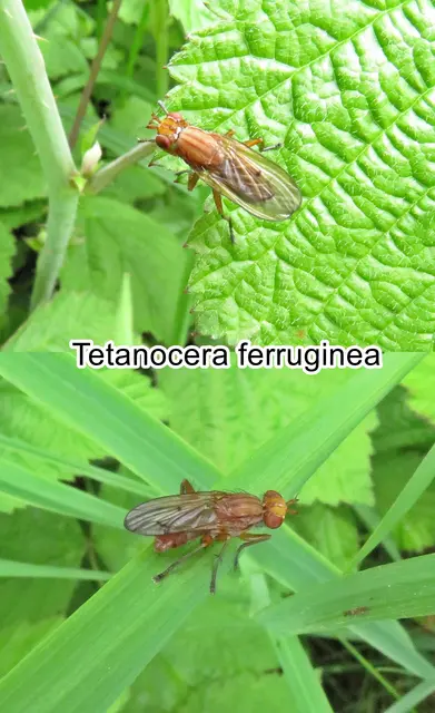 (ohne dt. Namen) Tetanocera ferruginea  Carl Fredrik Fallén 1820
Ordnung:	Zweiflügler (Diptera)
Unterordnung:	Fliegen (Brachycera)
Familie:	Hornfliegen (Sciomyzidae)
Gattung:	Tetanocera
Art: Tetanocera ferruginea | Foto: GvMeegen