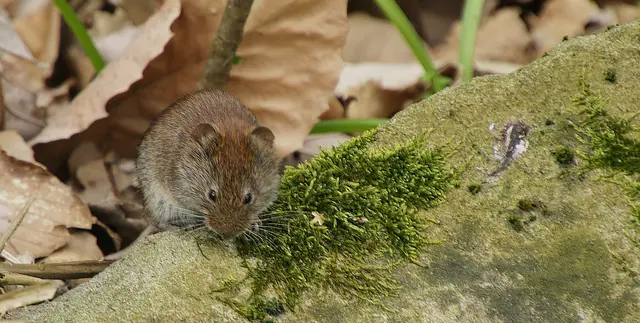 Der wissenschaftliche Name leitet sich aus dem Griechischen (myodes = mausartig) und dem Lateinischen (glareolus = auf Kies/Schotter lebend) ab.