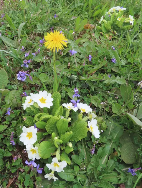 Das Foto habe ich am 18.04.2026 in unserem Vorgarten gemacht. | Foto: M. A.