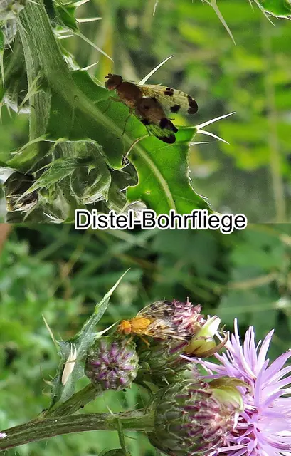 Distel-Bohrfliege (Xyphosia miliaria) Franz de Paula Schrank 1781
Ordnung:	Zweiflügler (Diptera)
Unterordnung:	Fliegen (Brachycera)
Familie: Frucht-Bohrfliegen (Tephritidae)
Gattung:	Xyphosia
Art: Distel-Bohrfliege | Foto: GvMeegen