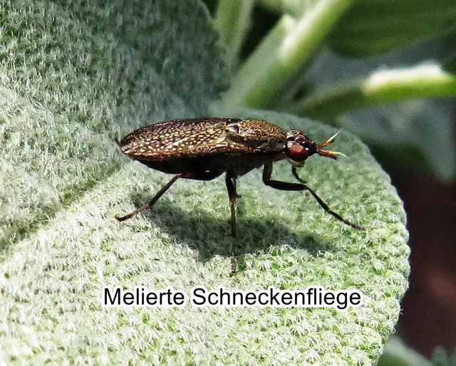 Melierte Schneckenfliege (Coremacera marginata) Johann Christian Fabricius 1775
Ordnung:	Zweiflügler (Diptera)
Unterordnung:	Fliegen (Brachycera)
Teilordnung:	Muscomorpha
Überfamilie:	Sciomyzoidea
Familie:	Hornfliegen (Sciomyzidae)
Gattung:	Coremacera
Art:	Melierte Schneckenfliege | Foto: GvMeegen