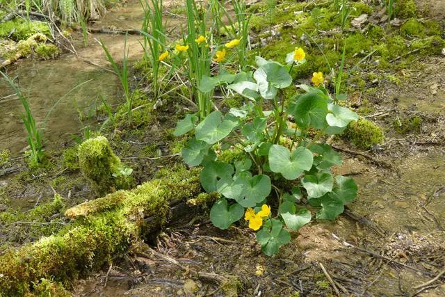 Sumpfdotterblume, April 2026