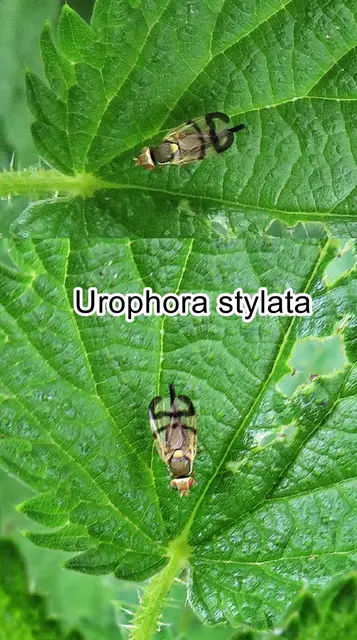 (ohne dt. Namen) Urophora stylata   Johann Christian Fabricius 1775
Ordnung:	Zweiflügler (Diptera)
Unterordnung:	Fliegen (Brachycera)
Familie: Frucht-Bohrfliegen (Tephritidae)
Gattung:	Urophora
Art: Urophora stylata  | Foto: GvMeegen