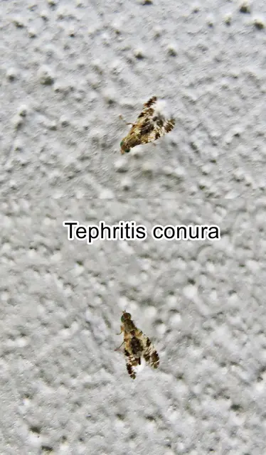(ohne dt. Namen) Tephritis conura  Friedrich Hermann Loew 1844
Ordnung:	Zweiflügler (Diptera)
Unterordnung:	Fliegen (Brachycera)
Familie: Frucht-Bohrfliegen (Tephritidae)
Gattung:	Tephritis
Art: Tephritis conura  | Foto: GvMeegen
