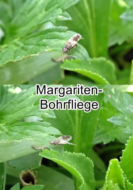 Margariten-Bohrfliege (Tephritis neesii)  Johann Wilhelm Meigen 1830
Ordnung:	Zweiflügler (Diptera)
Unterordnung:	Fliegen (Brachycera)
Familie: Frucht-Bohrfliegen (Tephritidae)
Gattung:	Tephritis
Art: Margariten-Bohrfliege | Foto: GvMeegen