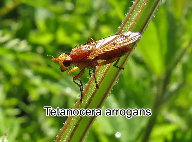 (ohne dt. Namen) Tetanocera arrogans   Johann Wilhelm Meigen 1830
Ordnung:	Zweiflügler (Diptera)
Unterordnung:	Fliegen (Brachycera)
Familie:	Hornfliegen (Sciomyzidae)
Gattung:	Tetanocera
Art: Tetanocera arrogans | Foto: GvMeegen
