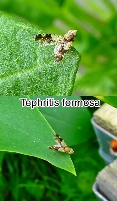 (ohne dt. Namen) Tephritis formosa  Friedrich Hermann Loew  1844
Ordnung:	Zweiflügler (Diptera)
Unterordnung:	Fliegen (Brachycera)
Familie: Frucht-Bohrfliegen (Tephritidae)
Gattung:	Tephritis
Art:	Tephritis formosa | Foto: GvMeegen