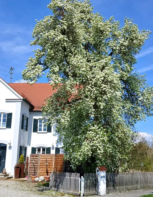 Das Bild zeigt den stattlichen, prächtig blühenden, fast haushohen Birnbaum auf dem Anwesen der Erlinger Familie Reiter. | Foto: Peter Heider
