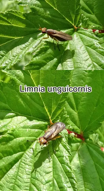 (ohne dt. Namen) Limnia unguicornis   Giovanni Antonio Scopoli 1763
Ordnung:	Zweiflügler (Diptera)
Unterordnung:	Fliegen (Brachycera)
Teilordnung:	Muscomorpha
Familie:	Hornfliegen (Sciomyzidae)
Gattung:	Limnia
Art: Limnia unguicornis | Foto: GvMeegen