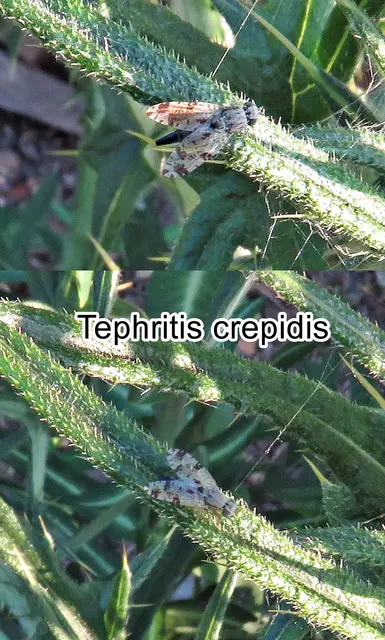 (ohne dt. Namen) Tephritis crepidis  Friedrich Georg Hendel 1927
Ordnung:	Zweiflügler (Diptera)
Unterordnung:	Fliegen (Brachycera)
Familie: Frucht-Bohrfliegen (Tephritidae)
Gattung:	Tephritis
Art: Tephritis crepidis | Foto: GvMeegen