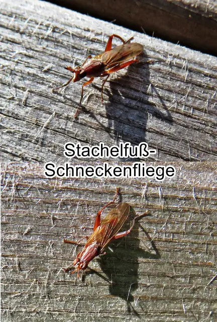 Stachelfuß-Schneckenfliege (Sepedon spinipes) Giovanni Antonio Scopoli 1763
Ordnung:	Zweiflügler (Diptera)
Unterordnung:	Fliegen (Brachycera)
Familie:	Hornfliegen (Sciomyzidae)
Gattung:	Sepedon
Art: Stachelfuß-Schneckenfliege | Foto: GvMeegen