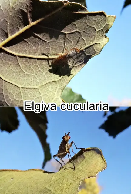 (ohne dt. Namen) Elgiva cucularia   Carl von Linné 1767
Ordnung:	Zweiflügler (Diptera)
Unterordnung:	Fliegen (Brachycera)
Familie:	Hornfliegen (Sciomyzidae)
Gattung:	Elgiva
Art: Elgiva cucularia | Foto: GvMeegen