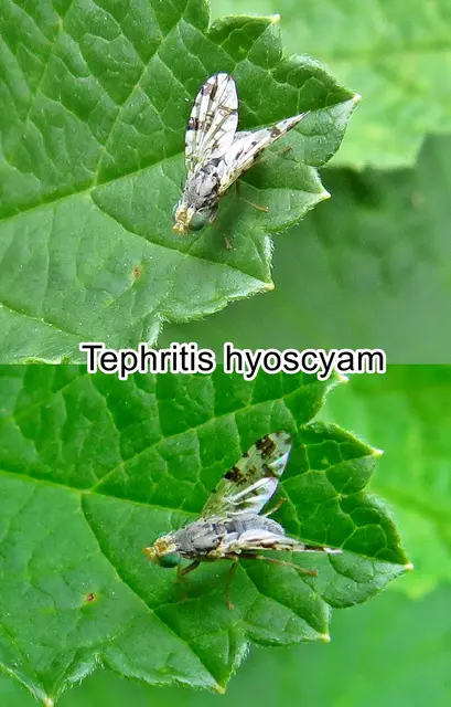 (ohne dt. Namen) Tephritis hyoscyami  Carl von Linné 1758
Ordnung:	Zweiflügler (Diptera)
Unterordnung:	Fliegen (Brachycera)
Familie: Frucht-Bohrfliegen (Tephritidae)
Gattung:	Tephritis
Art: Tephritis hyoscyami  | Foto: GvMeegen