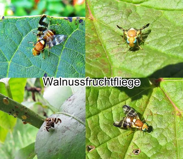 Walnussfruchtfliege (Rhagoletis completa, Syn.: Rhagoletis suavis ssp. completa) Ezra Townsend Cresson 1929
Ordnung:	Zweiflügler (Diptera)
Unterordnung:	Fliegen (Brachycera)
Familie:	Bohrfliegen (Tephritidae)
Unterfamilie:	Trypetinae
Gattung:	Rhagoletis
Art:	Walnussfruchtfliege | Foto: GvMeegen