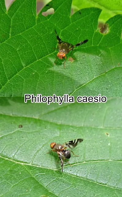 (ohne dt. Namen) Philophylla caesio   Moses Harris 1780
Ordnung:	Zweiflügler (Diptera)
Unterordnung:	Fliegen (Brachycera)
Familie: Frucht-Bohrfliegen (Tephritidae)
Gattung:	Philophylla
Art: Philophylla caesio | Foto: GvMeegen