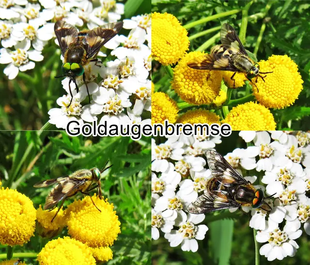Goldaugenbremse (Chrysops relictus) Johann Wilhelm Meigen 1820
Ordnung:	Zweiflügler (Diptera)
Unterordnung:	Fliegen (Brachycera)
Familie:	Bremsen (Tabanidae)
Gattung:	Chrysops
Art:	Goldaugenbremse
 | Foto: GvMeegen
