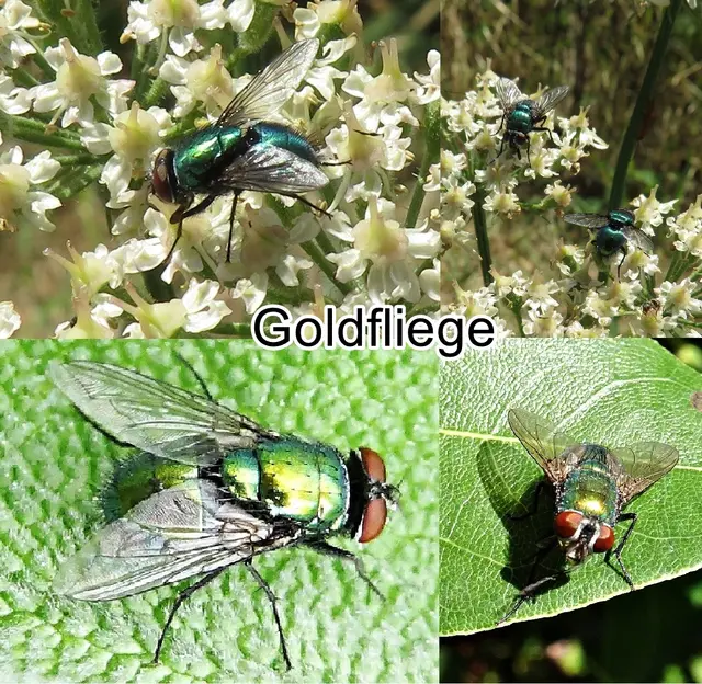 Goldfliege (Lucilia sericata) Johann Wilhelm Meigen 1826
Ordnung:	Zweiflügler (Diptera)
Unterordnung:	Fliegen (Brachycera)
Familie:	Schmeißfliegen (Calliphoridae)
Gattung:	Lucilia
Art:	Goldfliege | Foto: GvMeegen