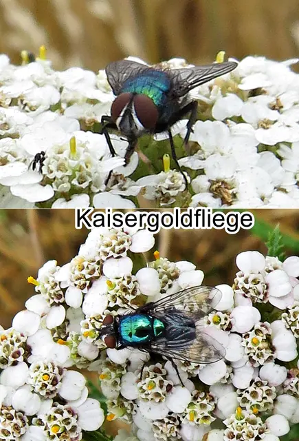 Kaisergoldfliege (Lucilia caesar) Carl von Linné 1758
Ordnung:	Zweiflügler (Diptera)
Unterordnung:	Fliegen (Brachycera)
Familie:	Schmeißfliegen (Calliphoridae)
Gattung:	Lucilia
Art: Kaisergoldfliege | Foto: GvMeegen
