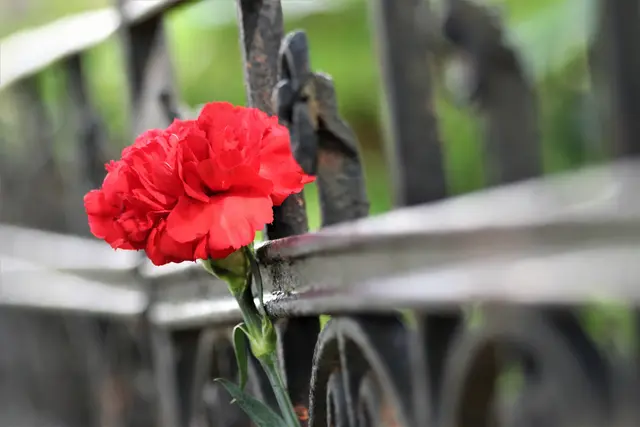 Foto: Goran Horvat auf Pixabay