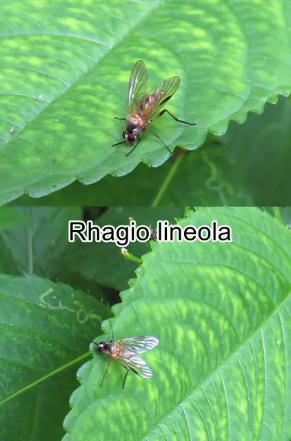 (ohne dt. Namen) Rhagio lineola  Johann Christian Fabricius 1794
Ordnung: Zweiflügler (Diptera) 
Unterordnung:	Fliegen (Brachycera)
Familie: Schnepfenfliegen (Rhagionidae)
Gattung: Rhagio
Art: Rhagio lineola | Foto: GvMeegen