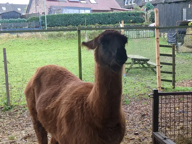 Hallo, ich bin ein freundliches Lama, und wer bist Du? | Foto: Astrid Günther