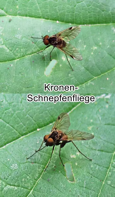 Kronen-Schnepfenfliege (Chrysopilus cristatus) Johan Christian Fabricius 1775
Ordnung: Zweiflügler (Diptera) 
Unterordnung:	Fliegen (Brachycera)
Familie: Schnepfenfliegen (Rhagionidae)
Gattung: Chrysopilus
Art: Kronen-Schnepfenfliege | Foto: GvMeegen