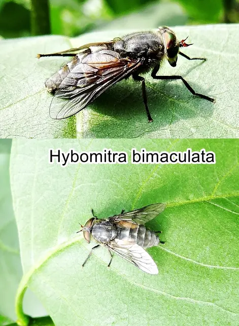 (ohne dt. Namen) Hybomitra bimaculata Pierre-Justin-Marie Macquart 1826
Ordnung:	Zweiflügler (Diptera)
Unterordnung:	Fliegen (Brachycera)
Familie:	Bremsen (Tabanidae)
Gattung:	Hybomitra
Art: Hybomitra bimaculata | Foto: GvMeegen