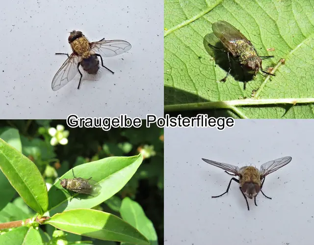 Graugelbe Polsterfliege / Gewöhnliche Clusterfliege (Pollenia rudis) Johann Christian Fabricius 1794
Ordnung:	Zweiflügler (Diptera)
Unterordnung:	Fliegen (Brachycera)
Superfamilie:	Oestroidea
Familie:	Schmeißfliegen (Calliphoridae)
Untergruppe: Polleniidae
Gattung:	Pollenia
Art: Graugelbe Polsterfliege | Foto: GvMeegen