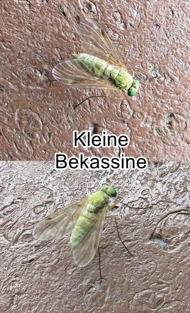 Kleine Bekassine (Chrysopilus asiliformis) Jan Daniel Preysler 1791
Ordnung: Zweiflügler (Diptera) 
Unterordnung:	Fliegen (Brachycera)
Familie: Schnepfenfliegen (Rhagionidae)
Gattung:	Chrysopilus
Art: Kleine Bekassine | Foto: GvMeegen