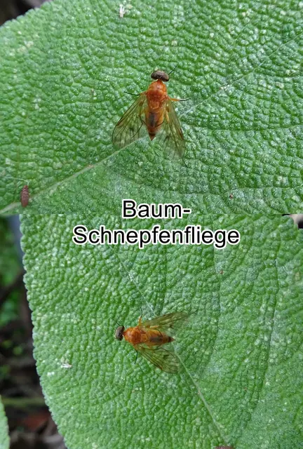 Baum-Schnepfenfliege (Chrysopilus laetus) Johan Wilhelm Zetterstedt 1842
Ordnung: Zweiflügler (Diptera) 
Unterordnung:	Fliegen (Brachycera)
Familie: Schnepfenfliegen (Rhagionidae)
Gattung:	Chrysopilus
Art: Baum-Schnepfenfliege | Foto: GvMeegen